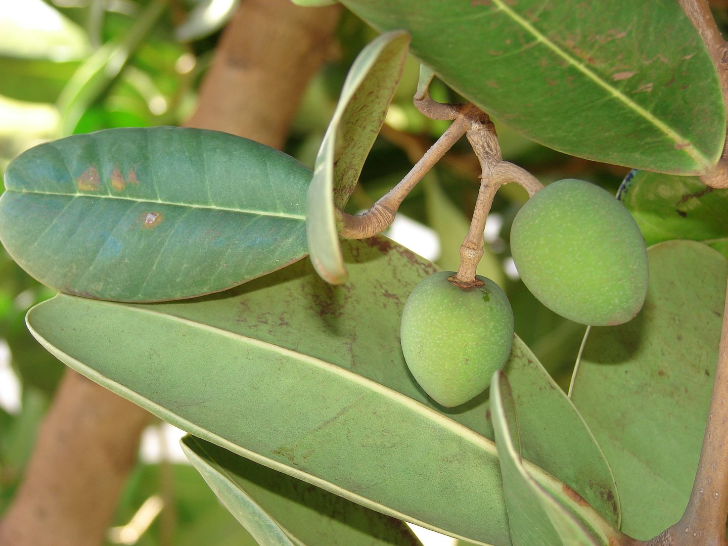 Polynesian Produce Stand MADAGASCAR OLIVE SALT TOLERANT Noronhia